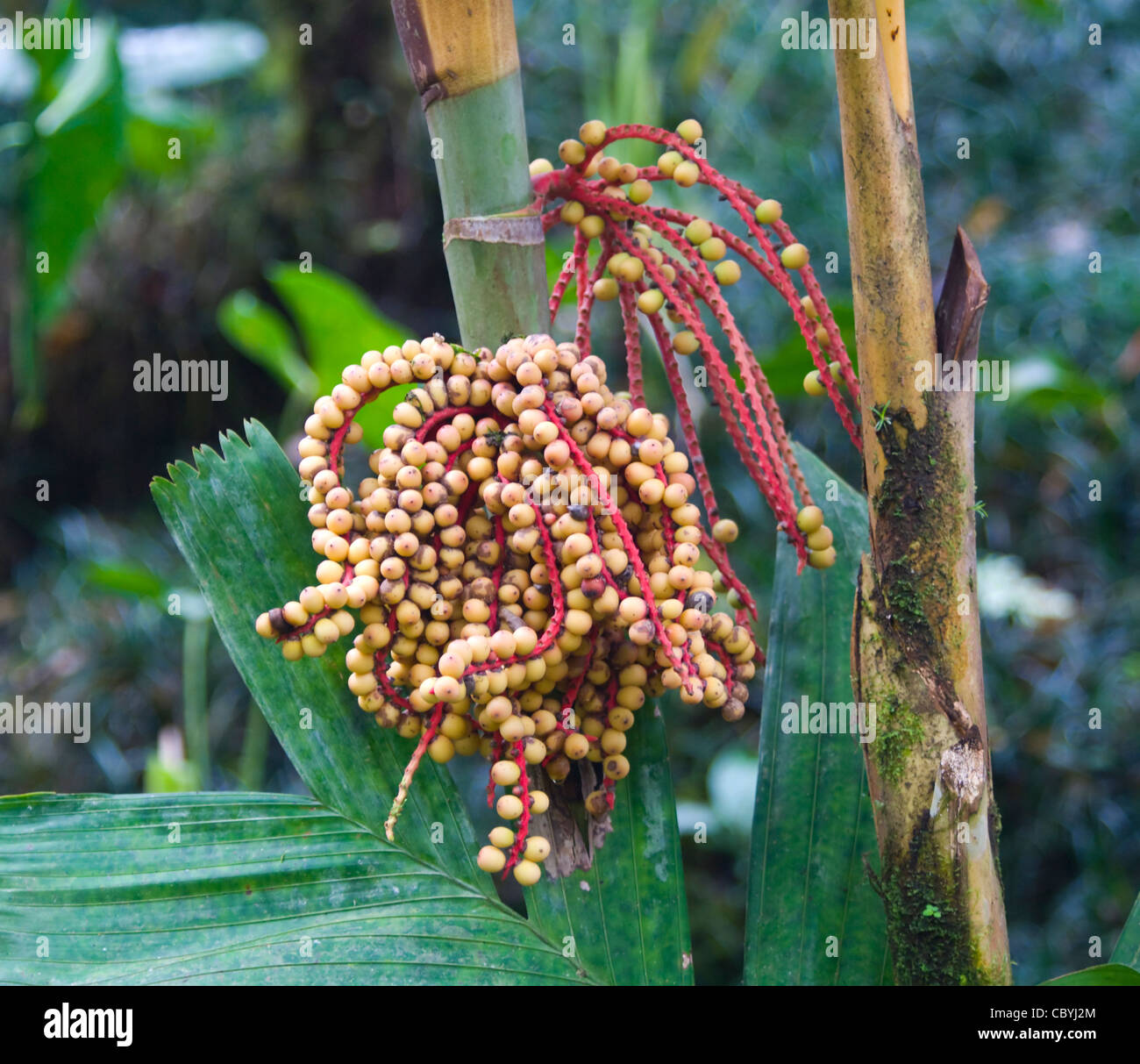 Baum Frucht Wilson Botanischer Garten San Vito-Costa Rica Stockfoto