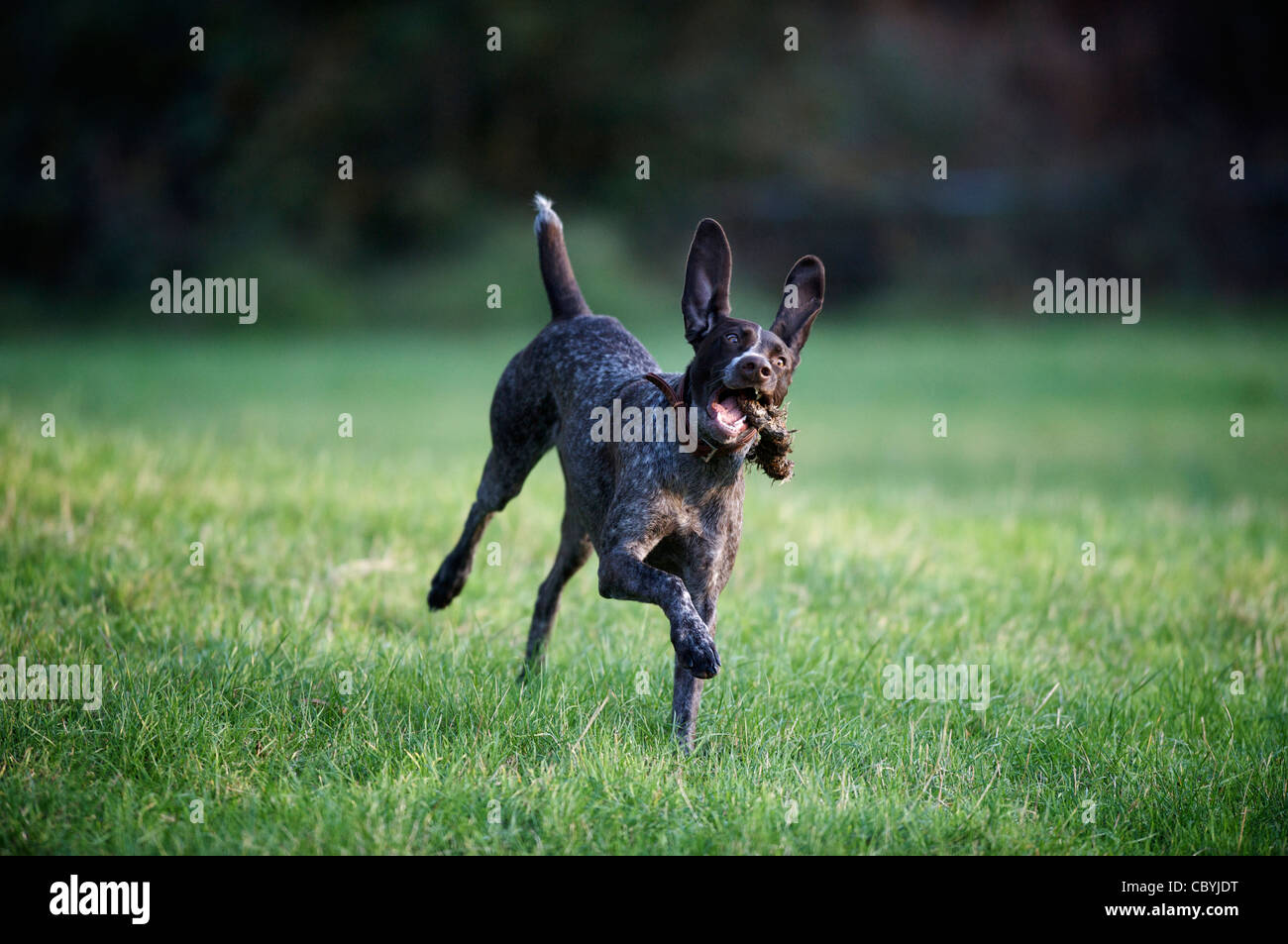 Ein deutscher Kurzhaar-Pointer spielt mit einem Stock Stockfoto