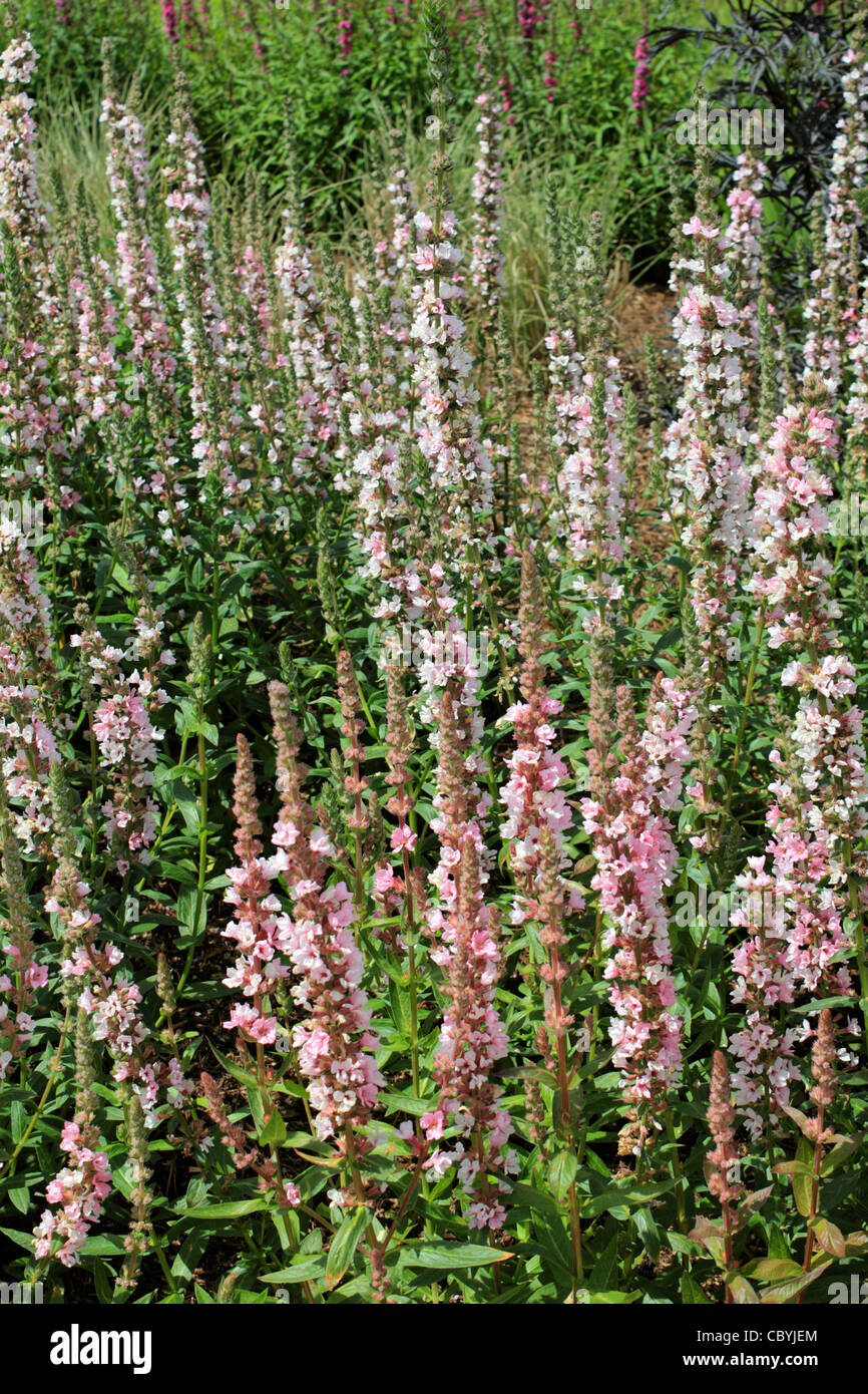 Lythrum Salicaria 'Blush' oder Spikes Blutweiderich hat blasse rosa Spike Blüten im Sommer von Schmetterlingen und Bienen bestäubt. Stockfoto