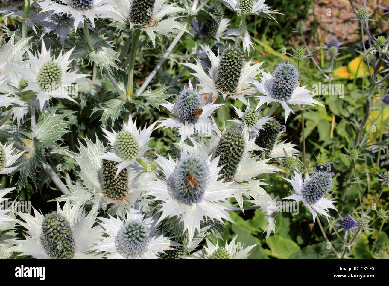 Eryngium Bourgatii mit silbernen stacheligen Blättern und kuppelförmigen Dolden von Blumen ähnlich denen von Disteln Stockfoto