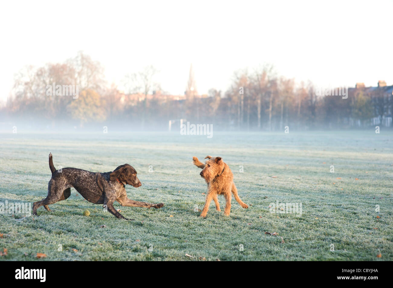 Ein deutscher Kurzhaar-Pointer spielt mit einem Irish Terrier Stockfoto