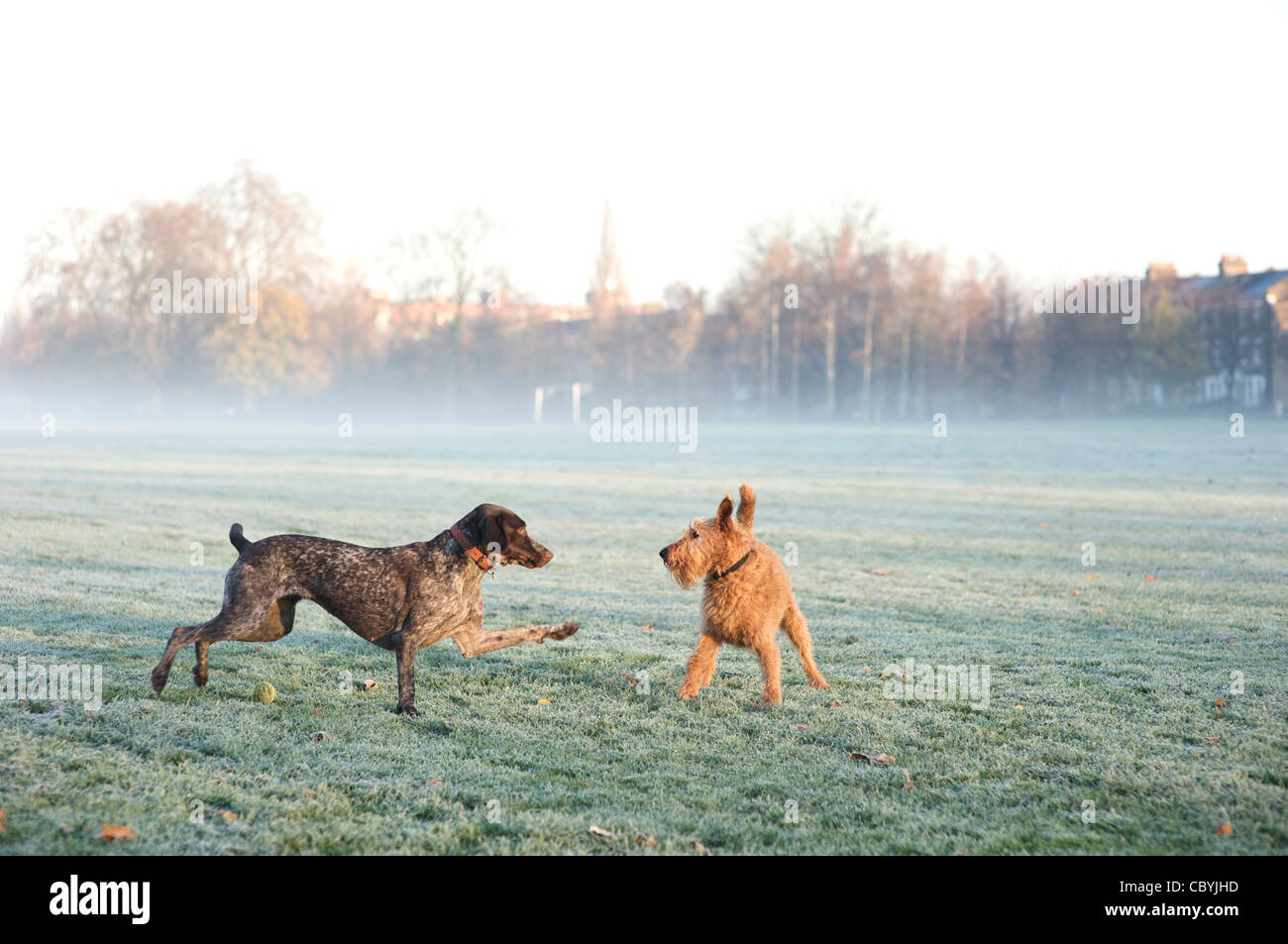 Ein deutscher Kurzhaar-Pointer spielt mit einem Irish Terrier Stockfoto