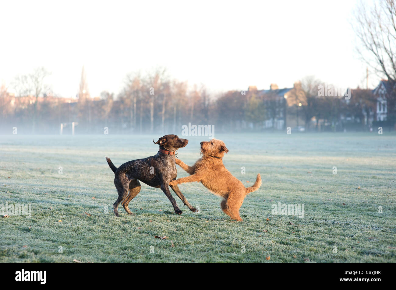 Ein deutscher Kurzhaar-Pointer spielt mit einem Irish Terrier Stockfoto