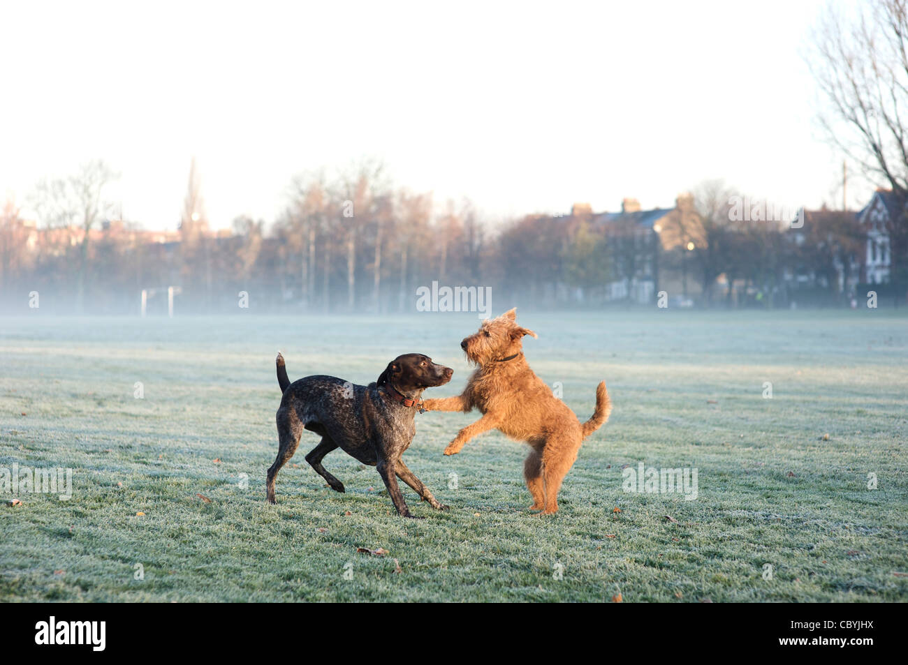 Ein deutscher Kurzhaar-Pointer spielt mit einem Irish Terrier Stockfoto
