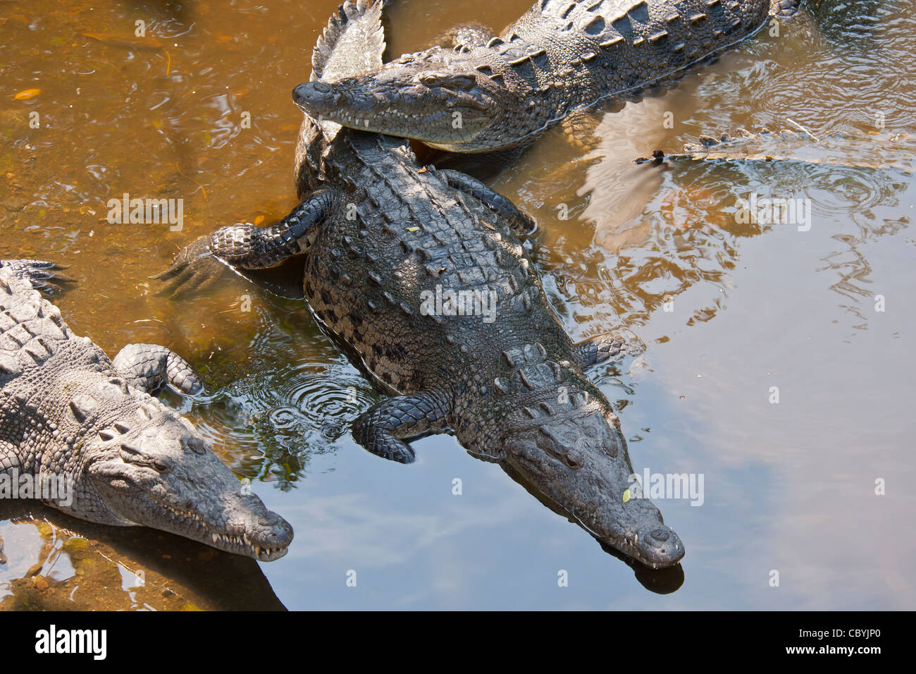 Amerikanisches Krokodil Crocodylus Acutus, Zihuatanejo Mexiko Stockfoto