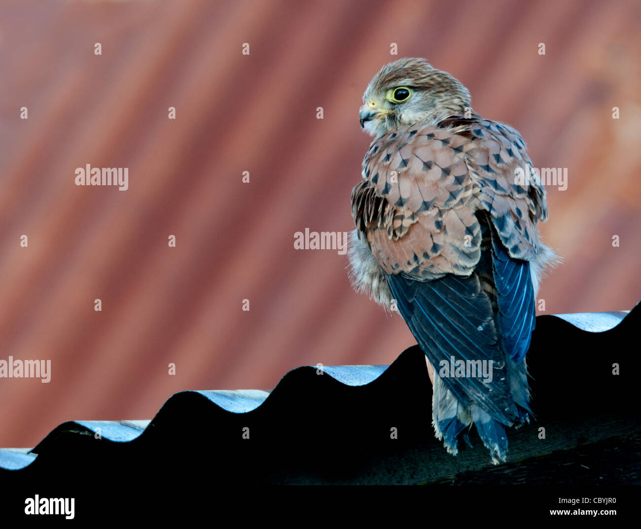 Turmfalke sitzen am Rand des alten Blechdach Stockfoto