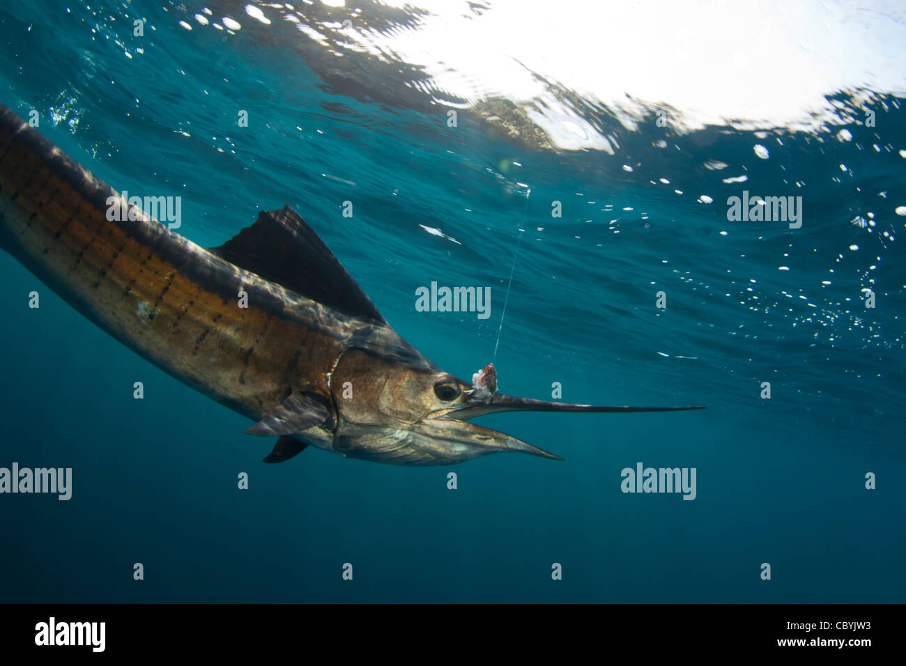 Fächerfisch, Istiophorus Platypterus, freigebend beim Big Game fischen Stockfoto