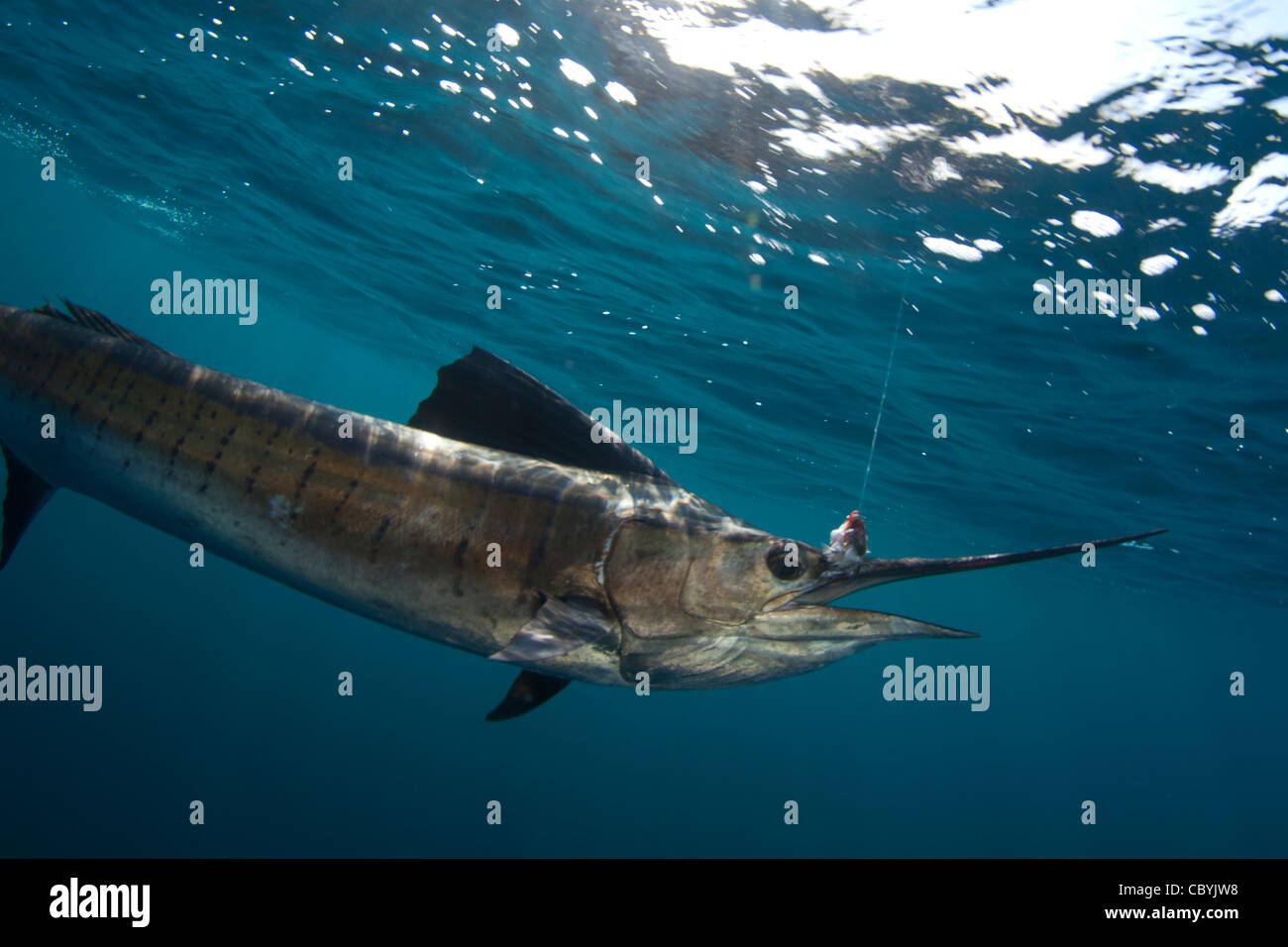 Fächerfisch, Istiophorus Platypterus, freigebend beim Big Game fischen Stockfoto