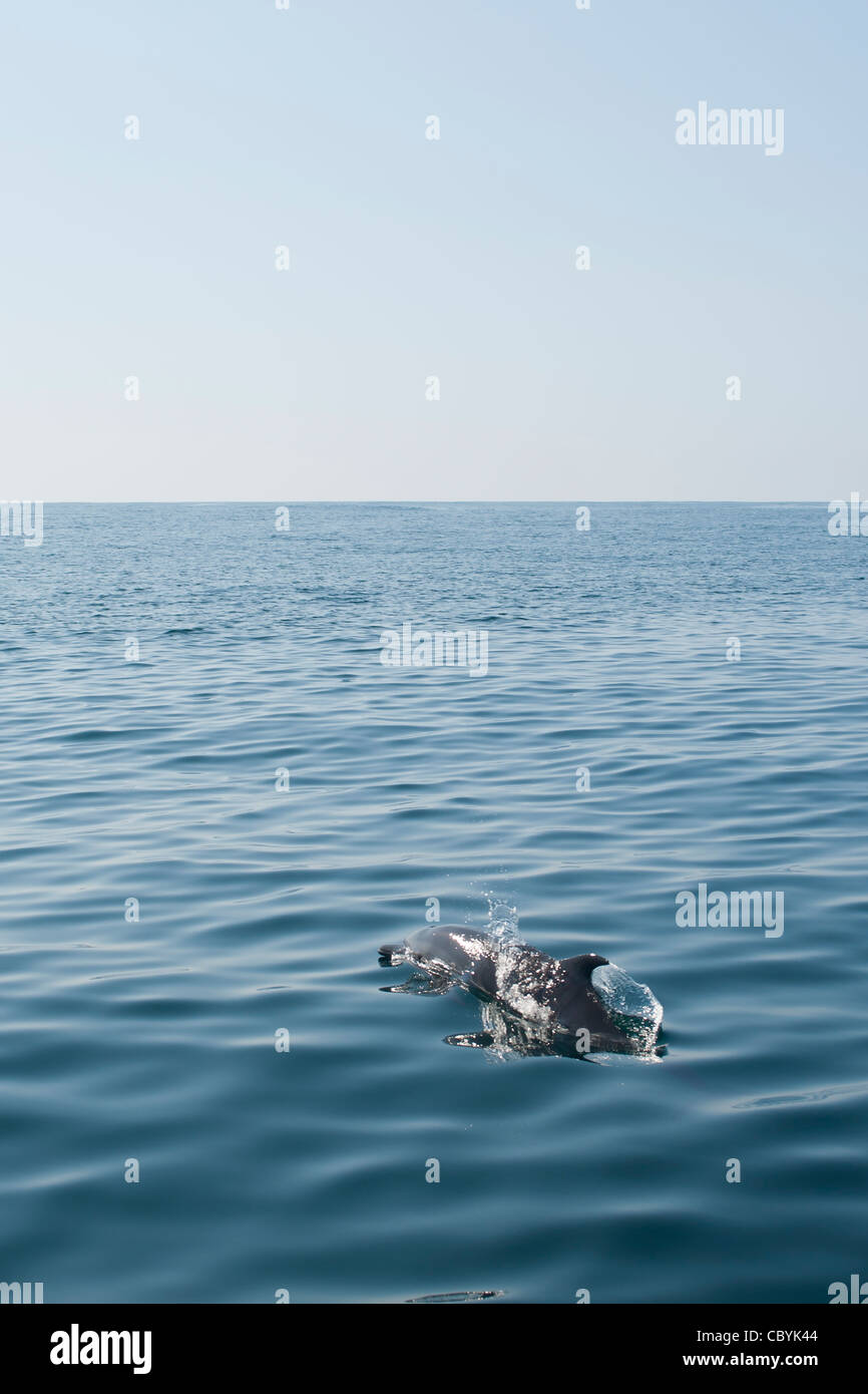 Pantropisch entdeckt Delphin, Stenella Attenuata, Mexiko Stockfoto
