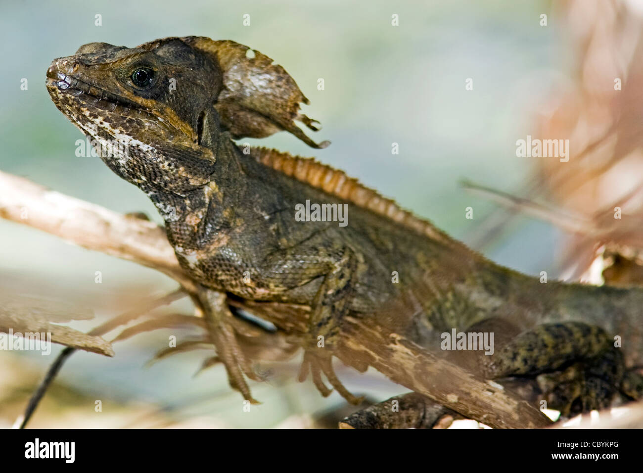 Basilisk Eidechse - Wakodahatchee Feuchtgebiete - Delray Beach, Florida, USA Stockfoto