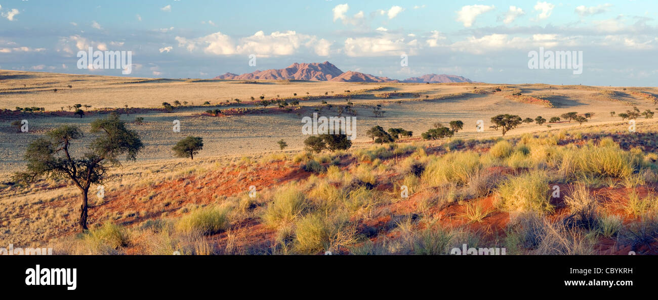 Wolwedans Landschaft zusammengesetzte Panoramabild - NamibRand Nature Reserve - Hardap Region, Namibia, Afrika Stockfoto