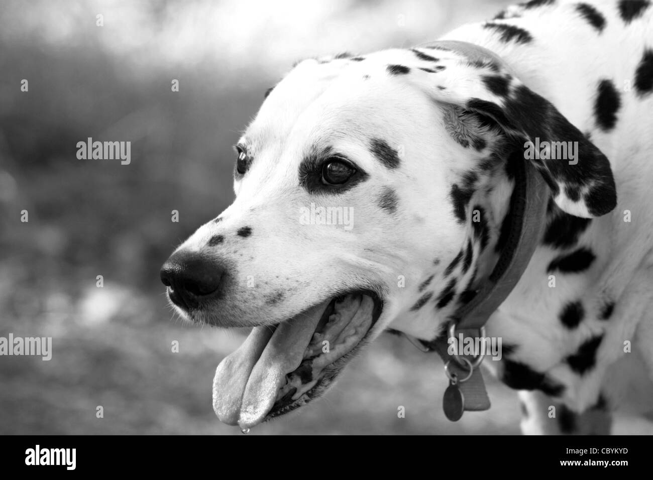 Keuchend Dalmatiner, angepasst auf s/w portrait Stockfoto
