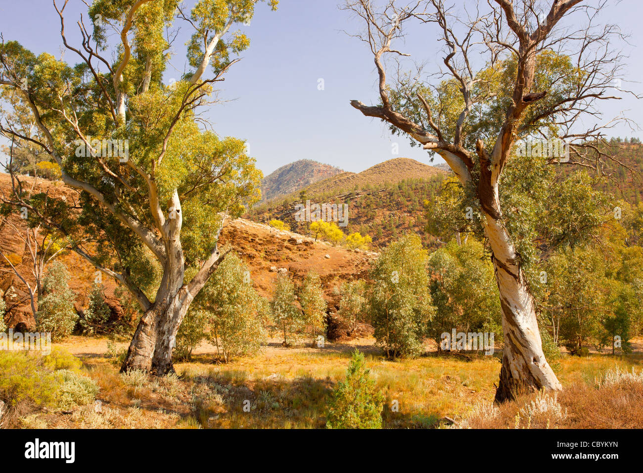 Knorrige alte River Red Gum Bäume in der Nähe von ikara Bunyeroo Schlucht in den Flinders Ranges National Park im Outback South Australia, Australien Stockfoto