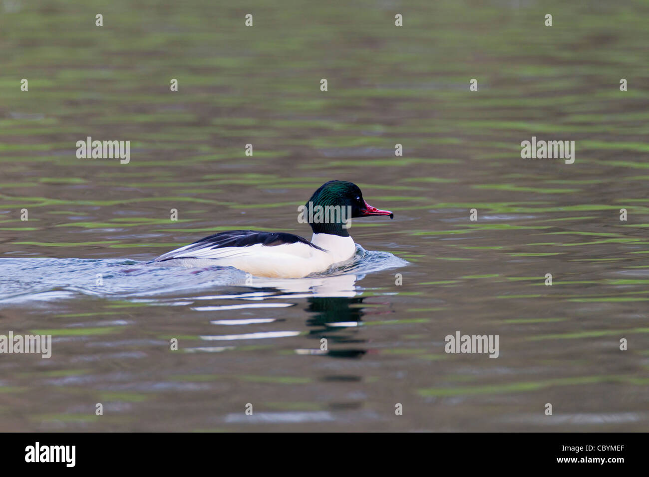 Gänsesäger Mergus Prototyp (Anatidae) First-Winter-männlich Stockfoto