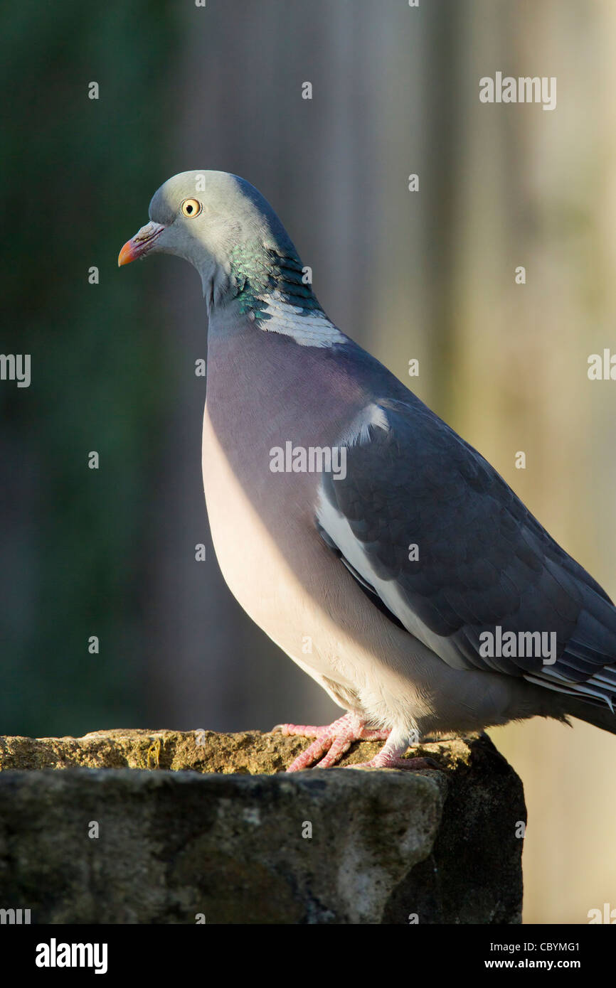 Taube Columba Palumbus (Columbvidae) Spiel Vogel Stockfoto