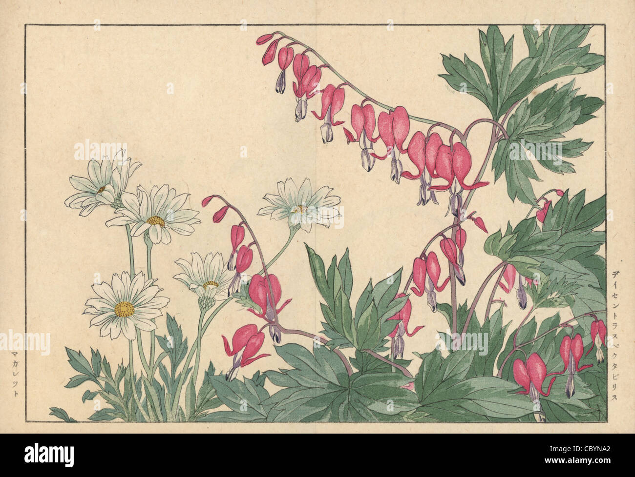 Lyra Blume, Lamprocapnos Spectabilis und Marguerite oder Oxeye Daisy, Leucanthemum Vulgare. Stockfoto