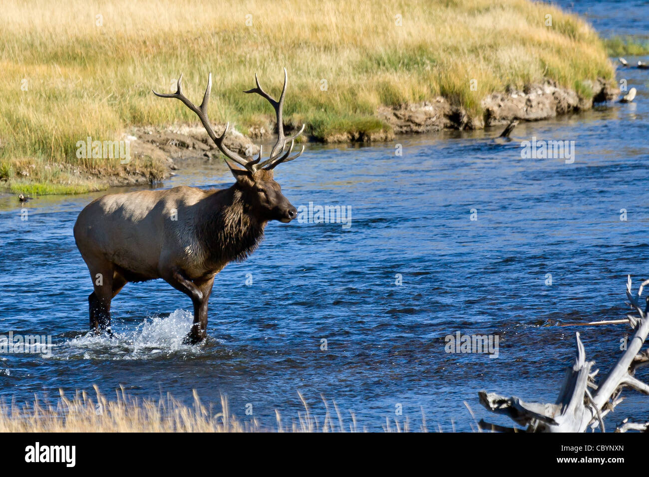 Bull Elk waten in der Madison River im Yellowstone National Park. Stockfoto