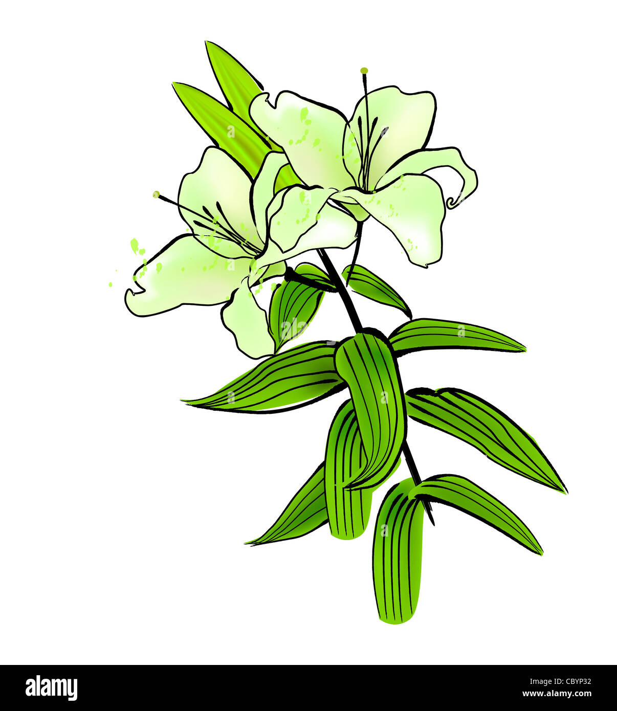 im chinesischen Stil traditionellen Malerei - Lilie, speziell für Chinese New Year. Stockfoto