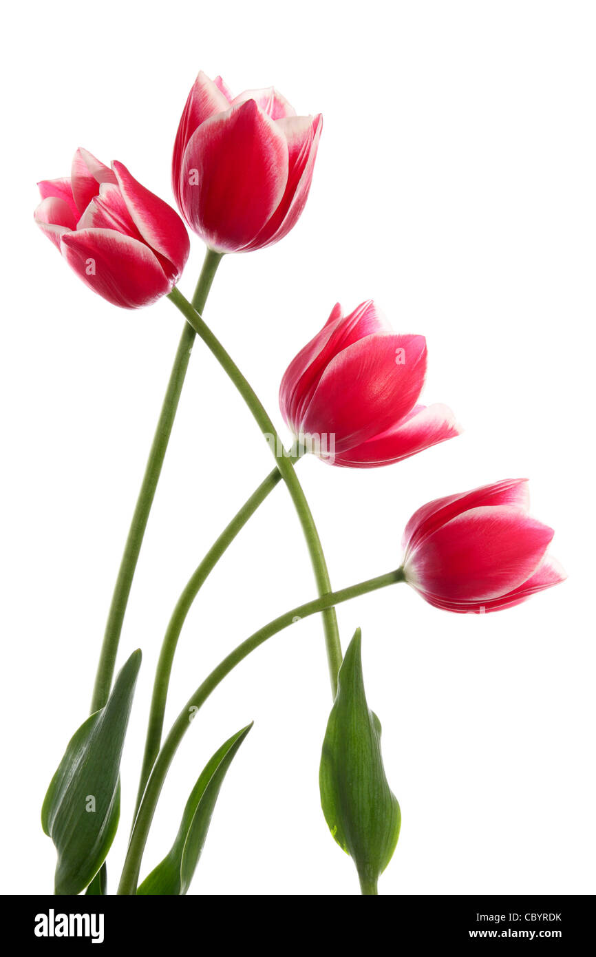 Die geflochtenen Tulpen isoliert auf weiss Stockfoto