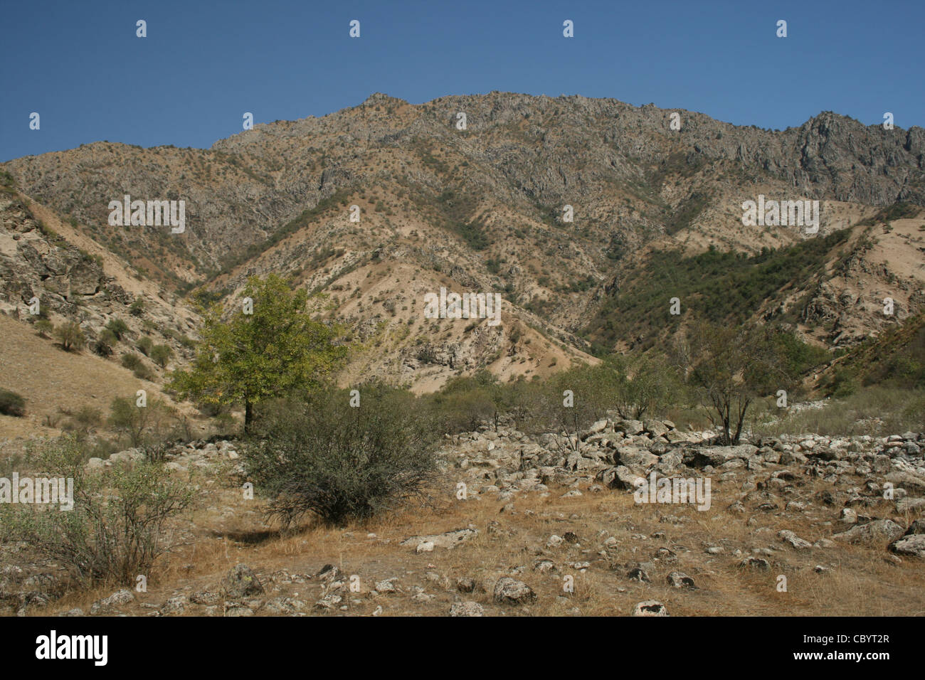 Halbwüste Berg Vegetation im Ramit Nationalpark, Hissar Bereich Pamiro-Alay, Tadschikistan Stockfoto