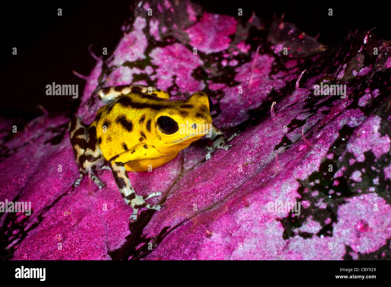 Strawberry Poison Dart Frog (Dendrobates Pumilio), gelbe Form. Stockfoto