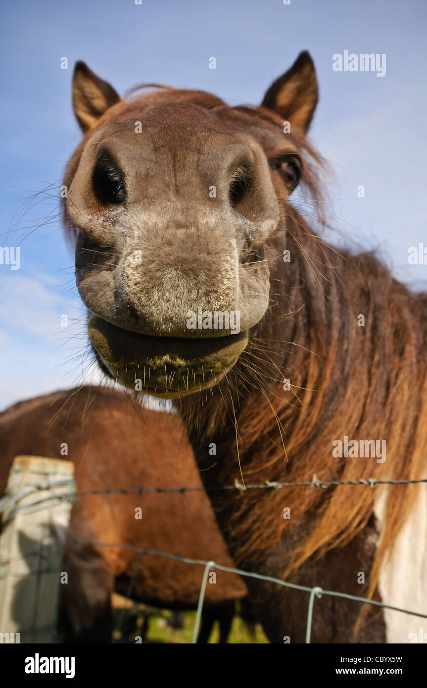 Ein Pferd auf dem Lande, Island. Stockfoto