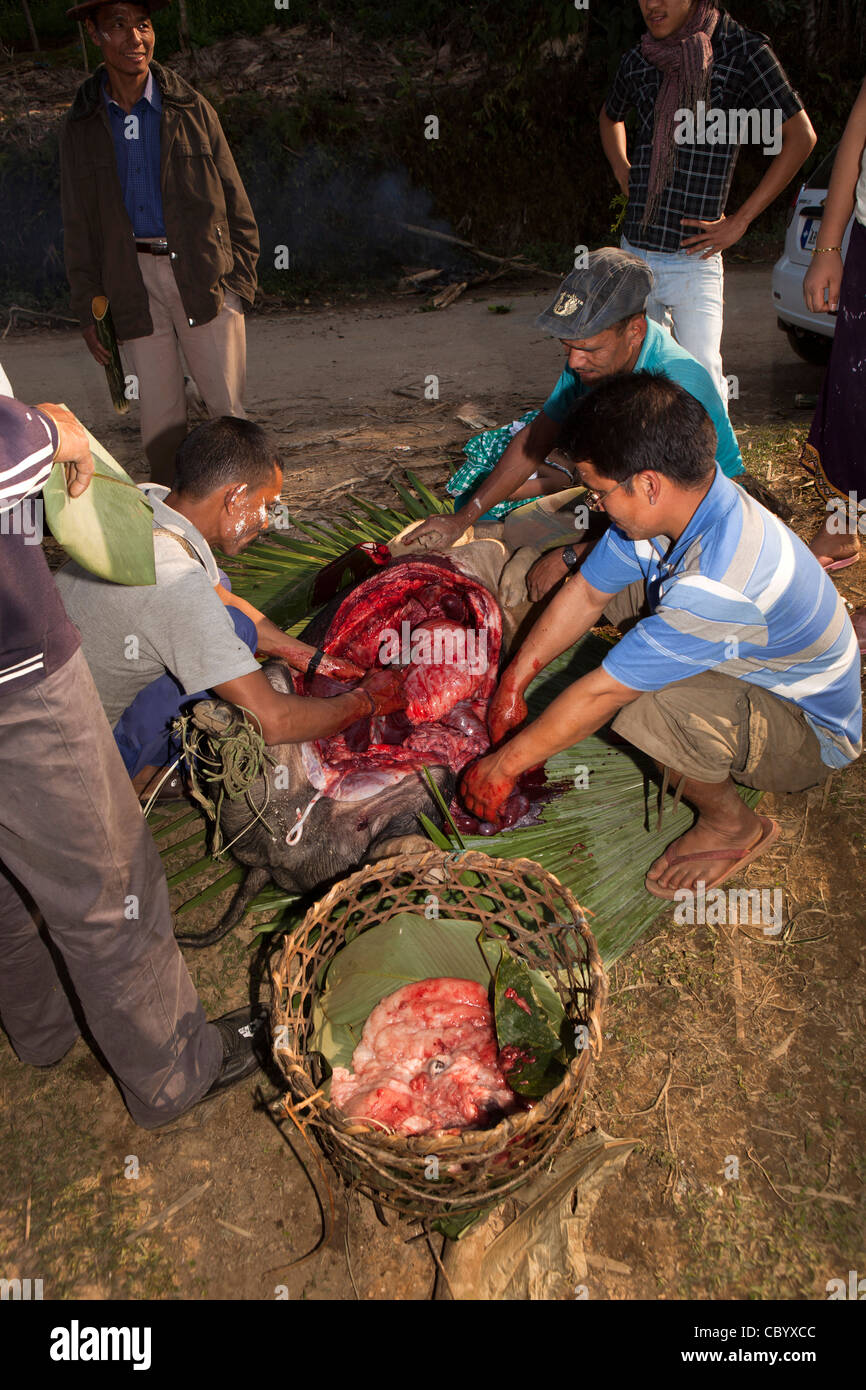 Indien, Arunachal Pradesh, entlang, Kombo, Hurin Festival, Männer geopferten Schwein zum Wahrsagen Leber entfernen Stockfoto