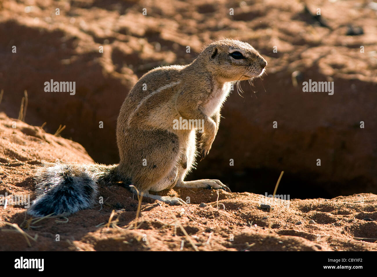 Cape Ground Squirrel - Wolwedans - NamibRand Nature Reserve - Hardap Region, Namibia, Afrika Stockfoto