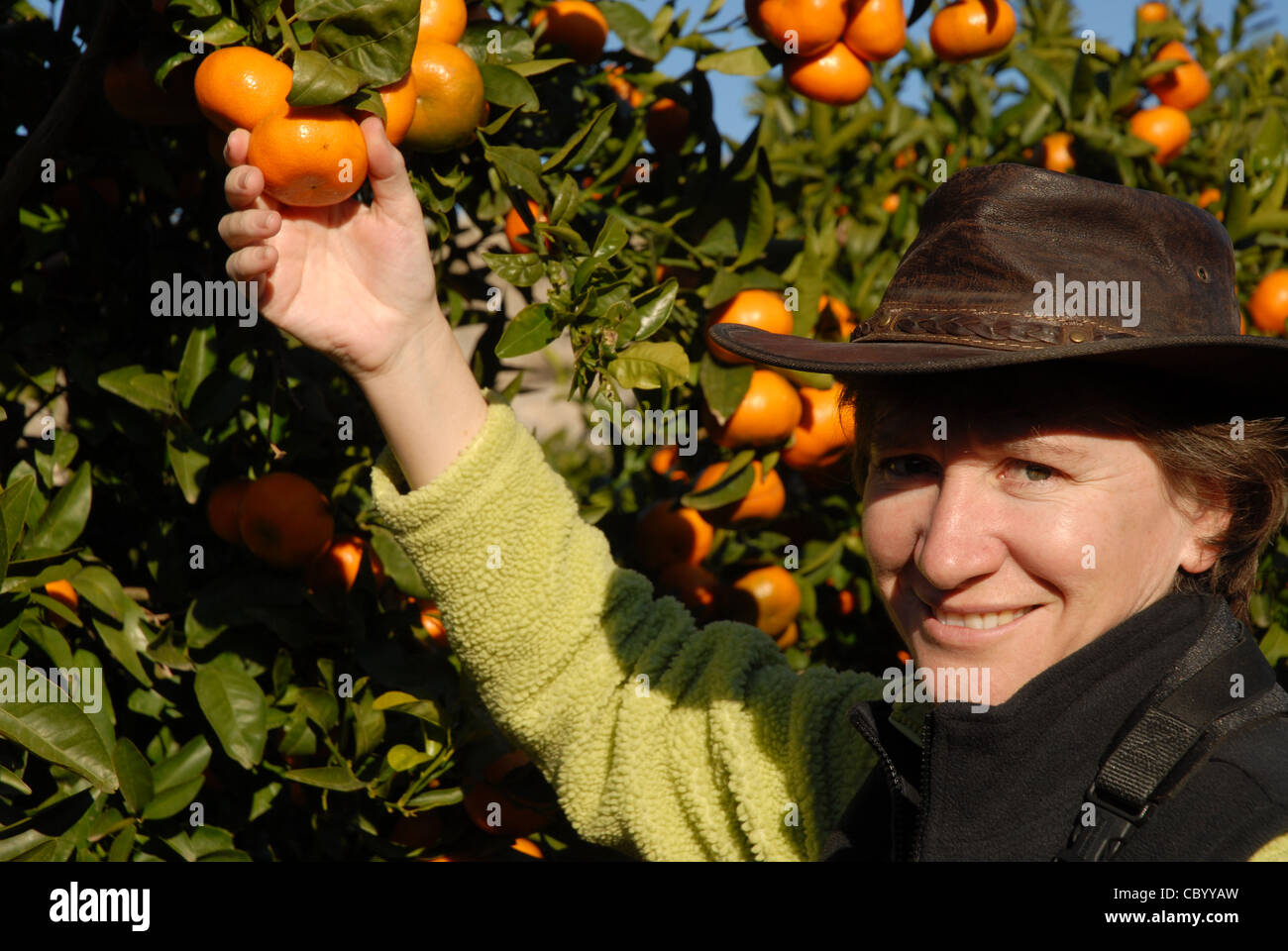 Frau Kommissionierung Mandarin-Orangen vom Baum, Pedreguer, Alicante Provinz, Comunidad Valencia, Spanien Stockfoto