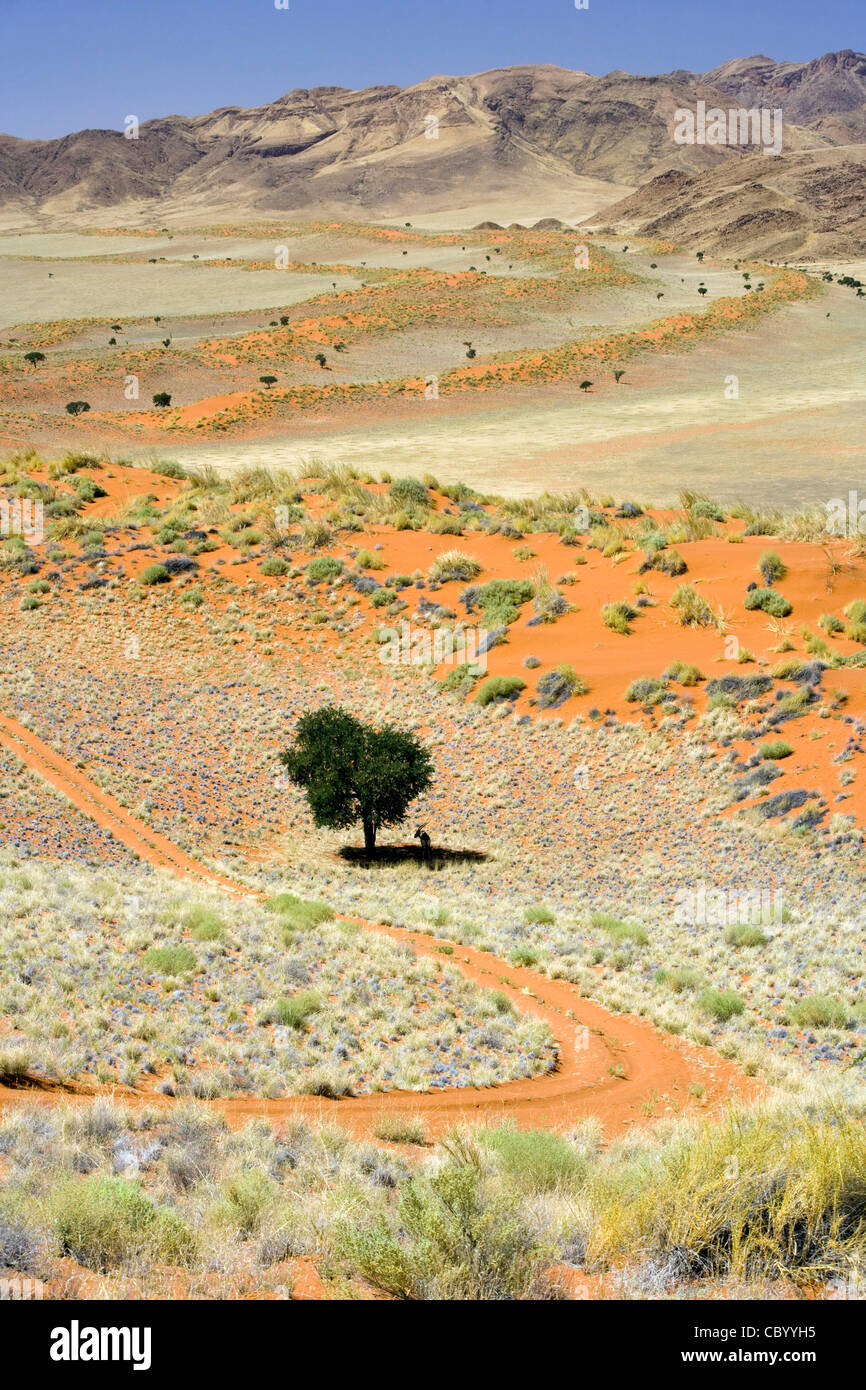Wolwedans Landschaft - NamibRand Nature Reserve - Hardap Region, Namibia, Afrika Stockfoto