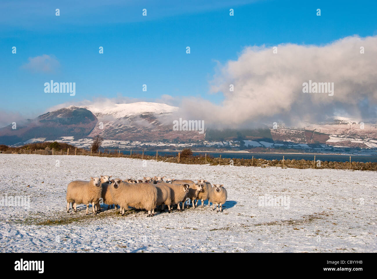 Winter in der Nähe von Carlingford, County Louth. Stockfoto