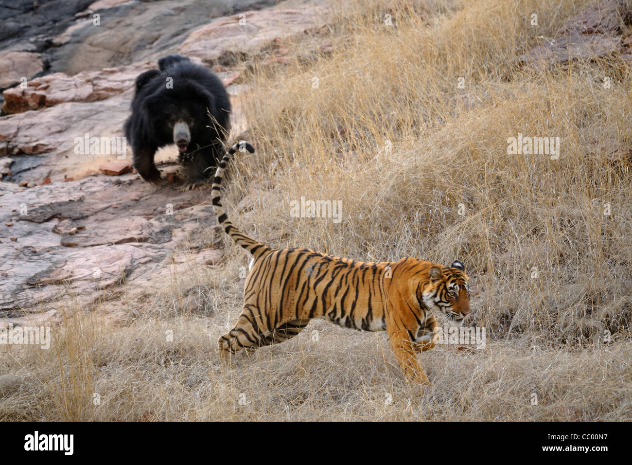 Faultiere-Familie (Melursus Ursinus), Mutter mit zwei Babys kämpfte gegen einen Tiger in den trockenen Wäldern des Ranthambhore national pa Stockfoto