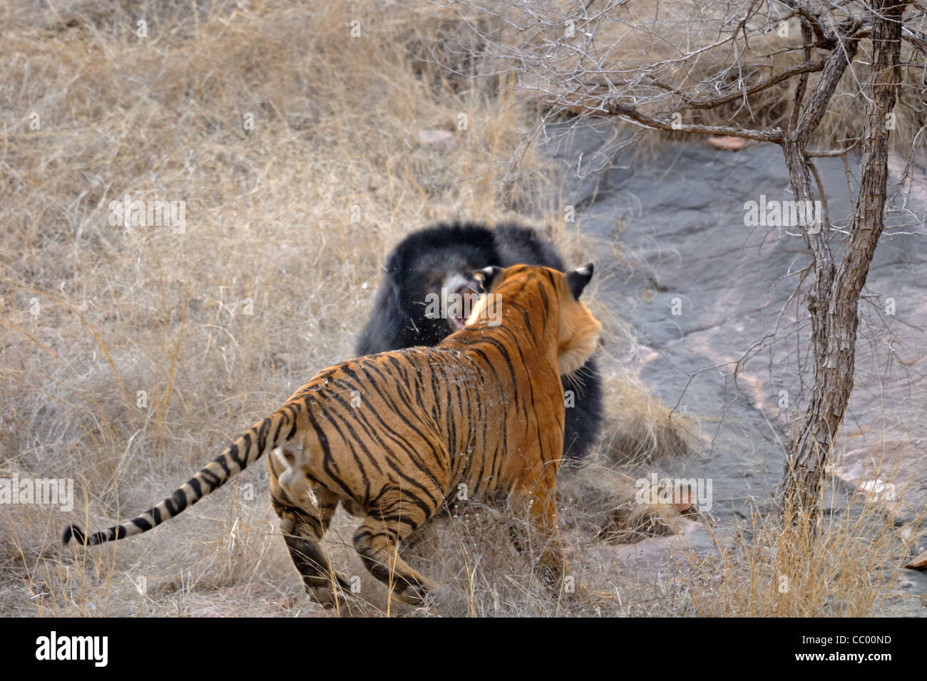 Faultiere-Familie (Melursus Ursinus), Mutter mit zwei Babys kämpfte gegen einen Tiger in den trockenen Wäldern des Ranthambhore national pa Stockfoto