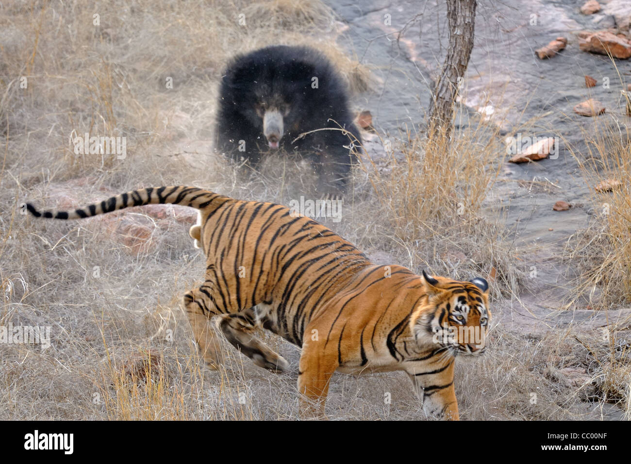 Faultiere-Familie (Melursus Ursinus), Mutter mit zwei Babys kämpfte gegen einen Tiger in den trockenen Wäldern des Ranthambhore national pa Stockfoto