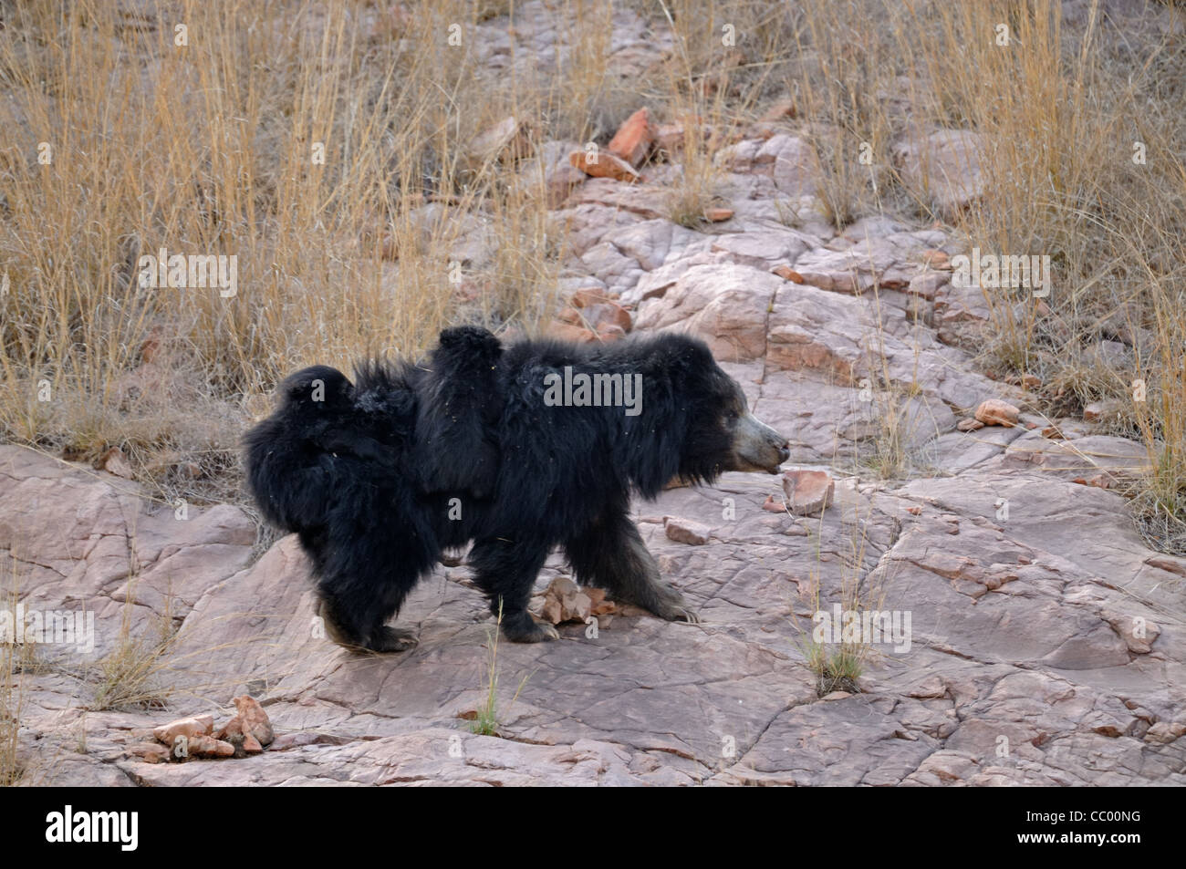 Faultiere-Familie (Melursus Ursinus), Mutter mit zwei Babys Reiten auf dem Rücken in den trockenen Wäldern des Ranthambhore National park Stockfoto