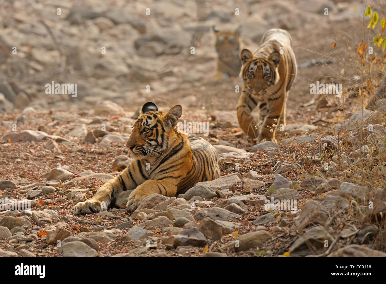 Zwei Tigerbabys in einem ausgetrockneten Flussbett Ranthambhore Tiger reserve, Indien Stockfoto