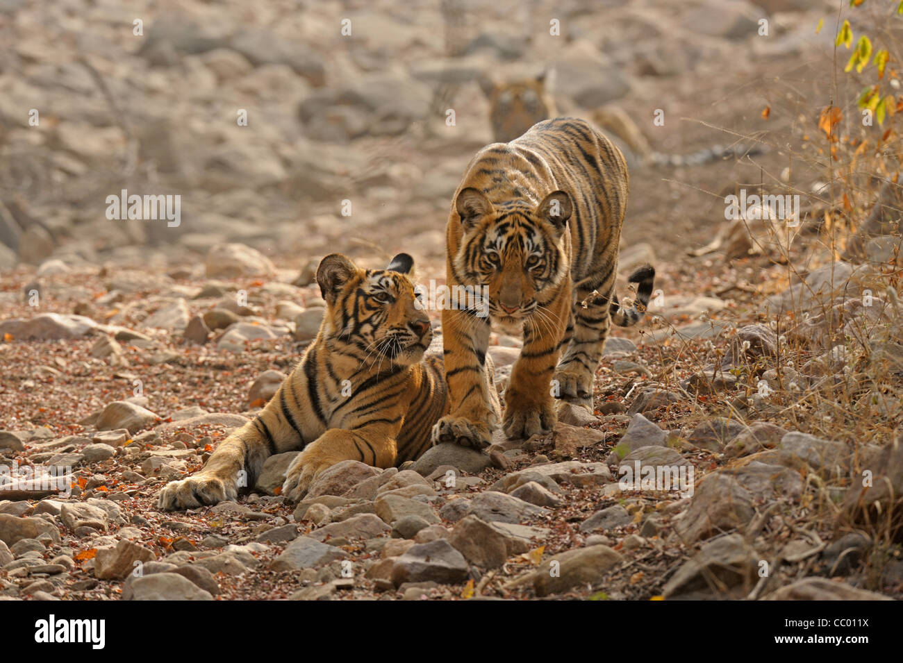 Zwei Tigerbabys in einem ausgetrockneten Flussbett Ranthambhore Tiger reserve, Indien Stockfoto