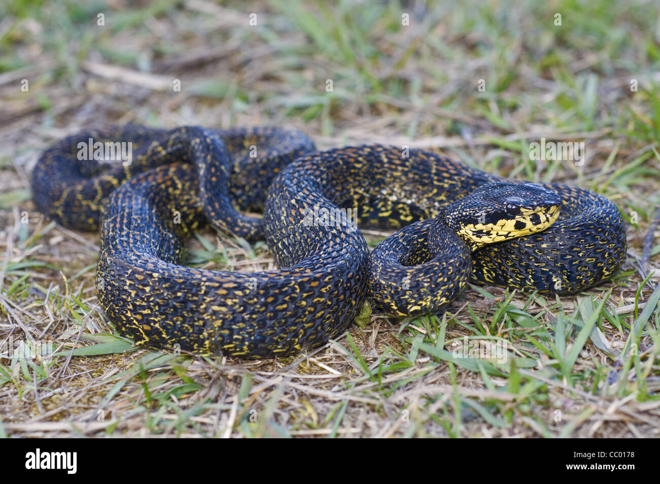 RED SPOTTED GRUBENOTTER. Trimeresurus Jerdonii. Giftige. Die Jerdon viper Stockfoto