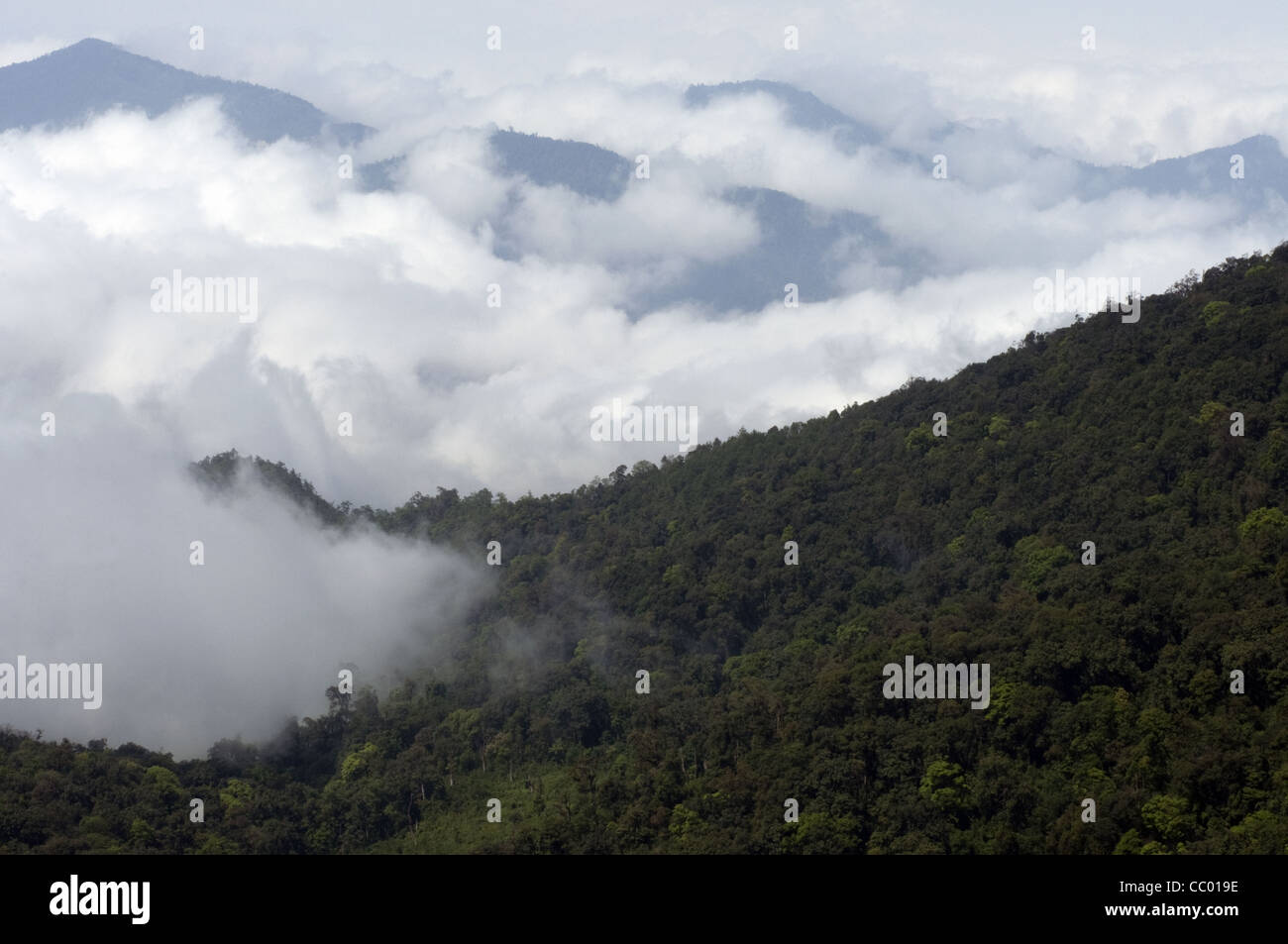 Montane Wald im Nordosten Indiens. Stockfoto