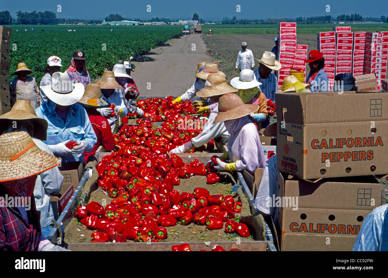 Umherziehenden Wanderarbeiter abholen, sortieren und Verpacken süße Paprika in einem Feld auf einer Farm in Irvine, Orange County, Kalifornien, USA. Stockfoto