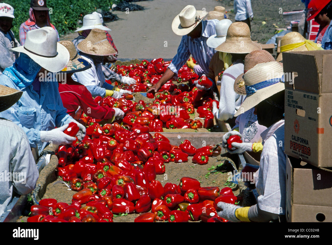 Umherziehenden Wanderarbeiter sortieren und packen Sie süße rote Paprika in einem Feld auf einer Farm in Irvine, Orange County, Kalifornien, USA. Stockfoto
