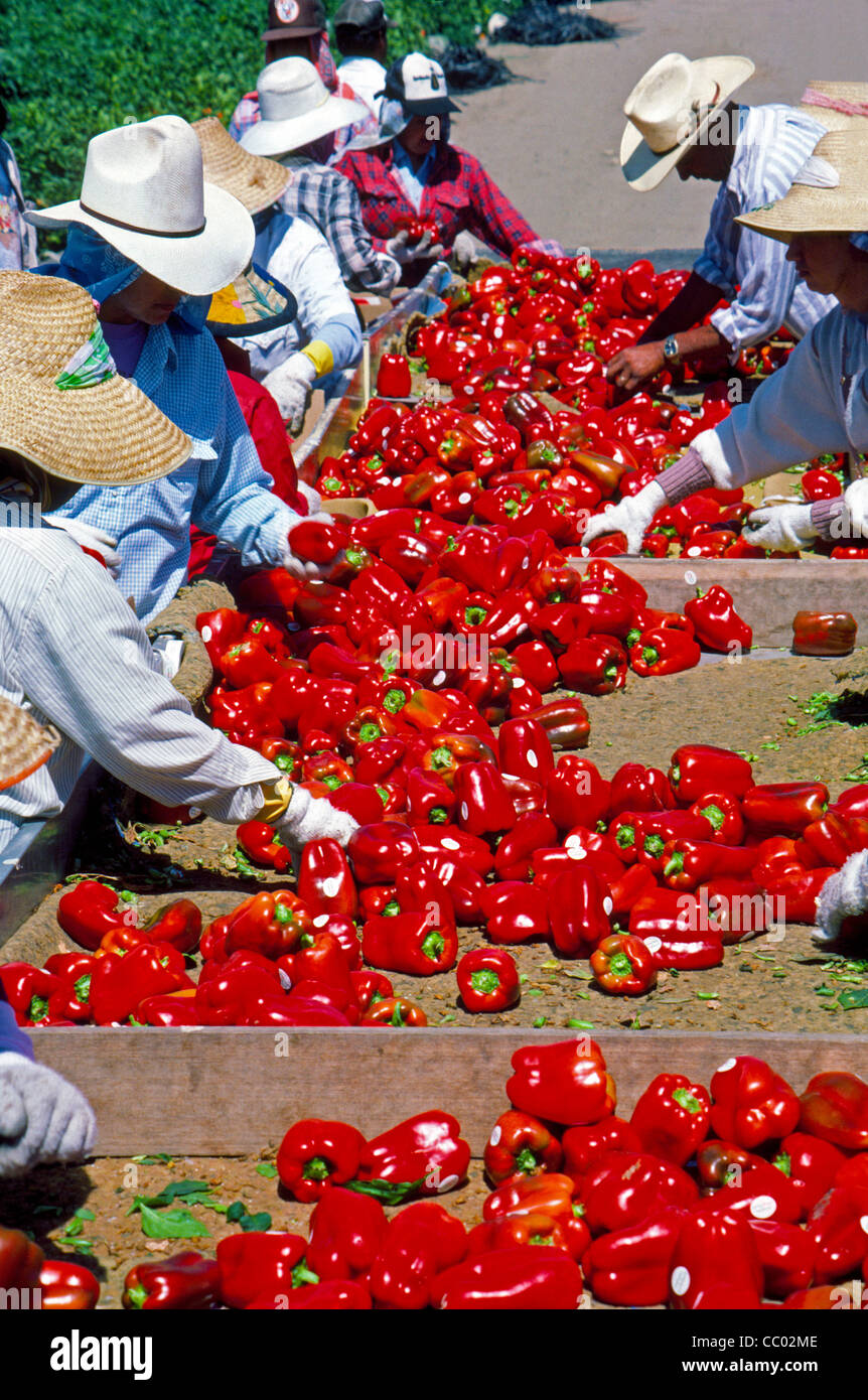 Umherziehenden Wanderarbeiter sortieren und Verpacken rote Paprika in einem Feld auf einer Farm in Irvine, Orange County, Kalifornien, USA. Stockfoto