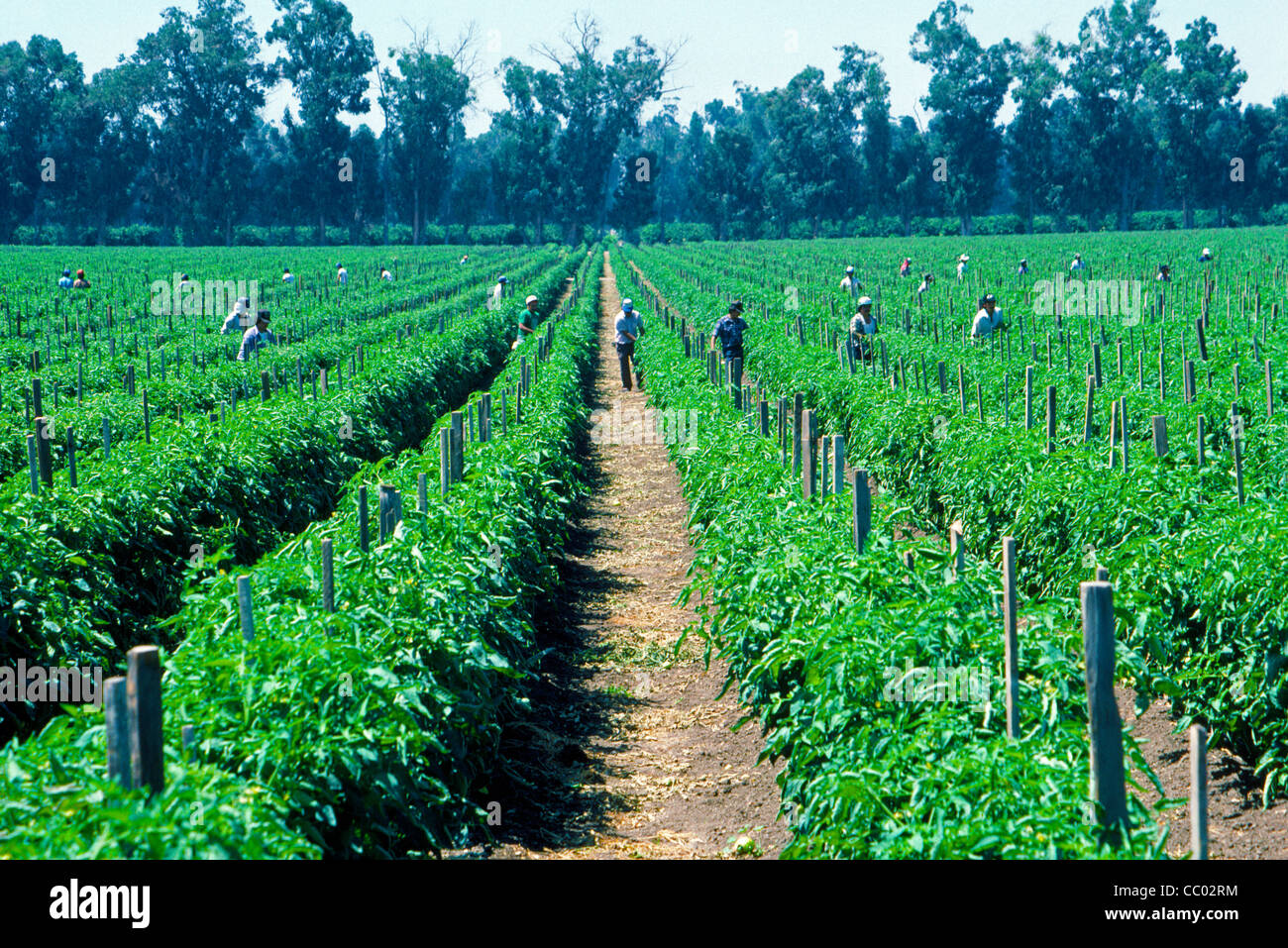 Umherziehenden Wanderarbeiter tendenziell Pflanzen wachsen in einem Feld auf einer Farm in Irvine, Orange County, Süd-Kalifornien, USA. Stockfoto