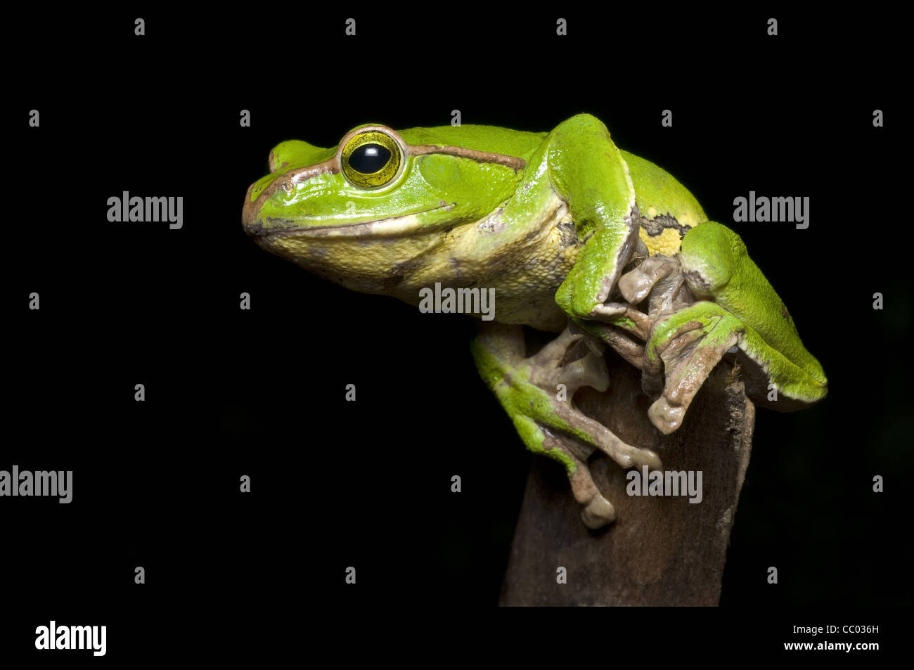 BIRMANISCHER GLEITFROSCH, Rhacophorus burmanus, IUCN in der Nähe der bedrohten Familie Rhacophoridae. Gefunden in Yunnan in Südchina, Nagaland im Nordosten Indiens Stockfoto