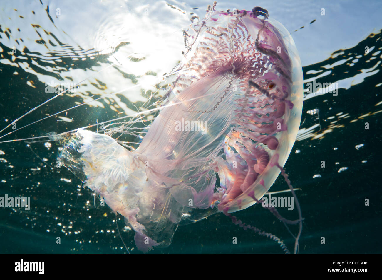 Eine lila nicht stechen Jelly Fisch Tänze in Richtung der Sonne am Roten Meer. Stockfoto
