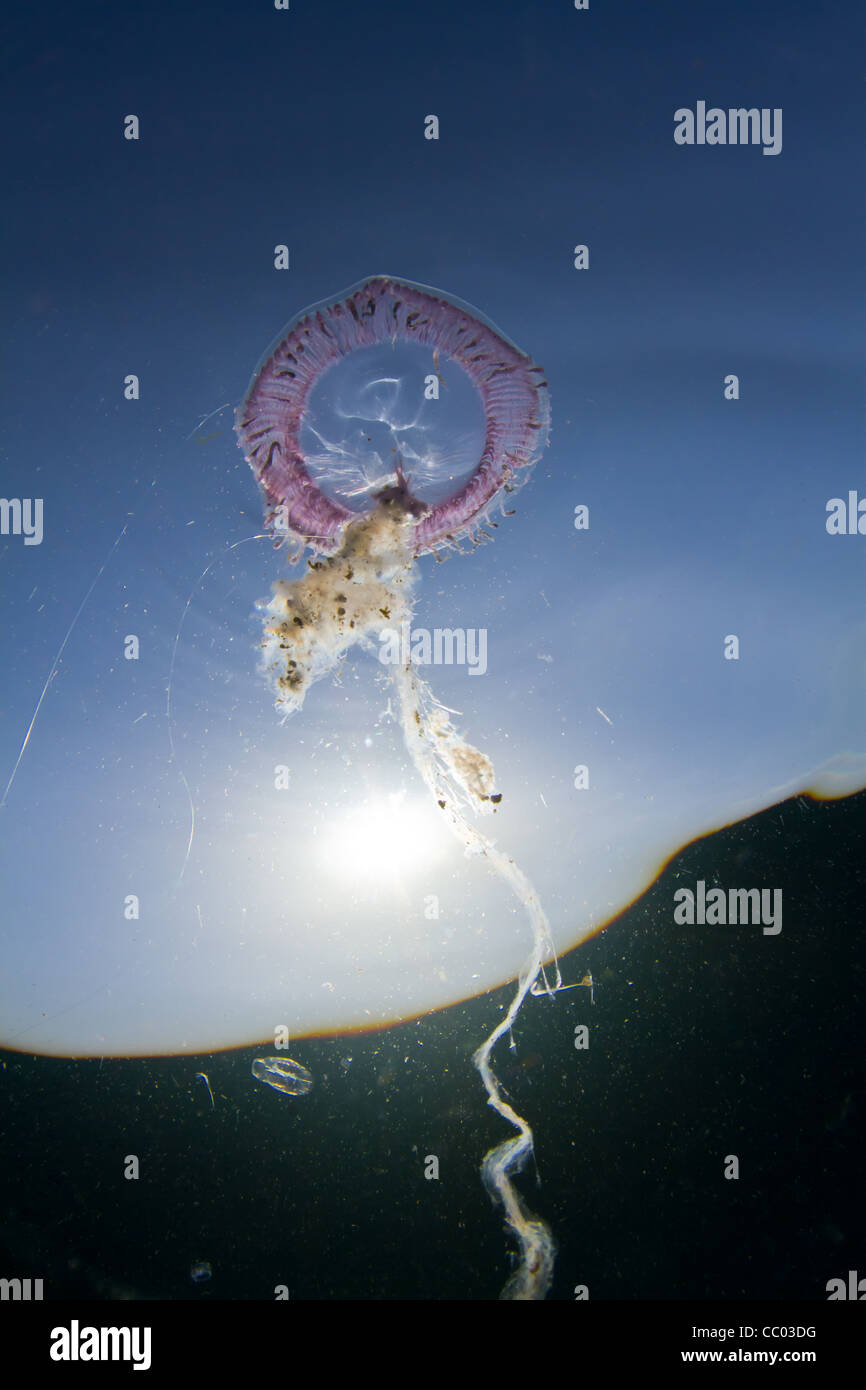 Lange nachfolgende Tentakeln eine lila Quallen im Roten Meer. Stockfoto