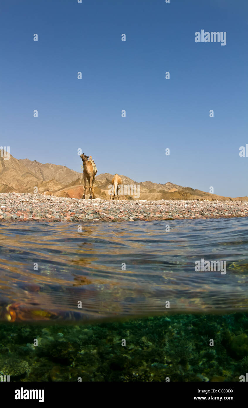 Auftauchen aus einem Tauchgang in der Nähe von berühmten blue Hole in Dahab Ägypten Kamele warten in der Nähe zu finden! Stockfoto