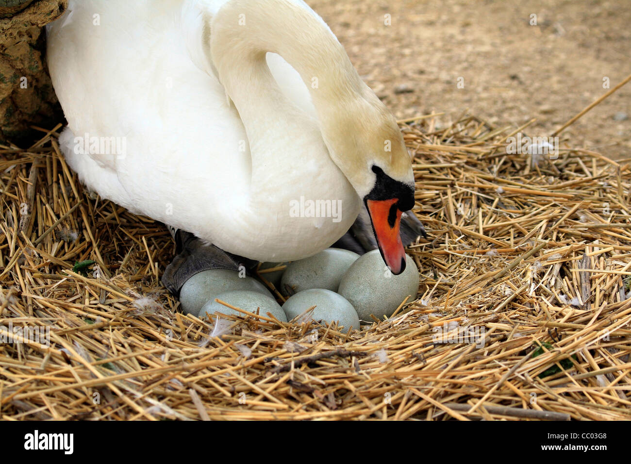 Höckerschwan drehen der Eier im Nest Stroh Stockfoto