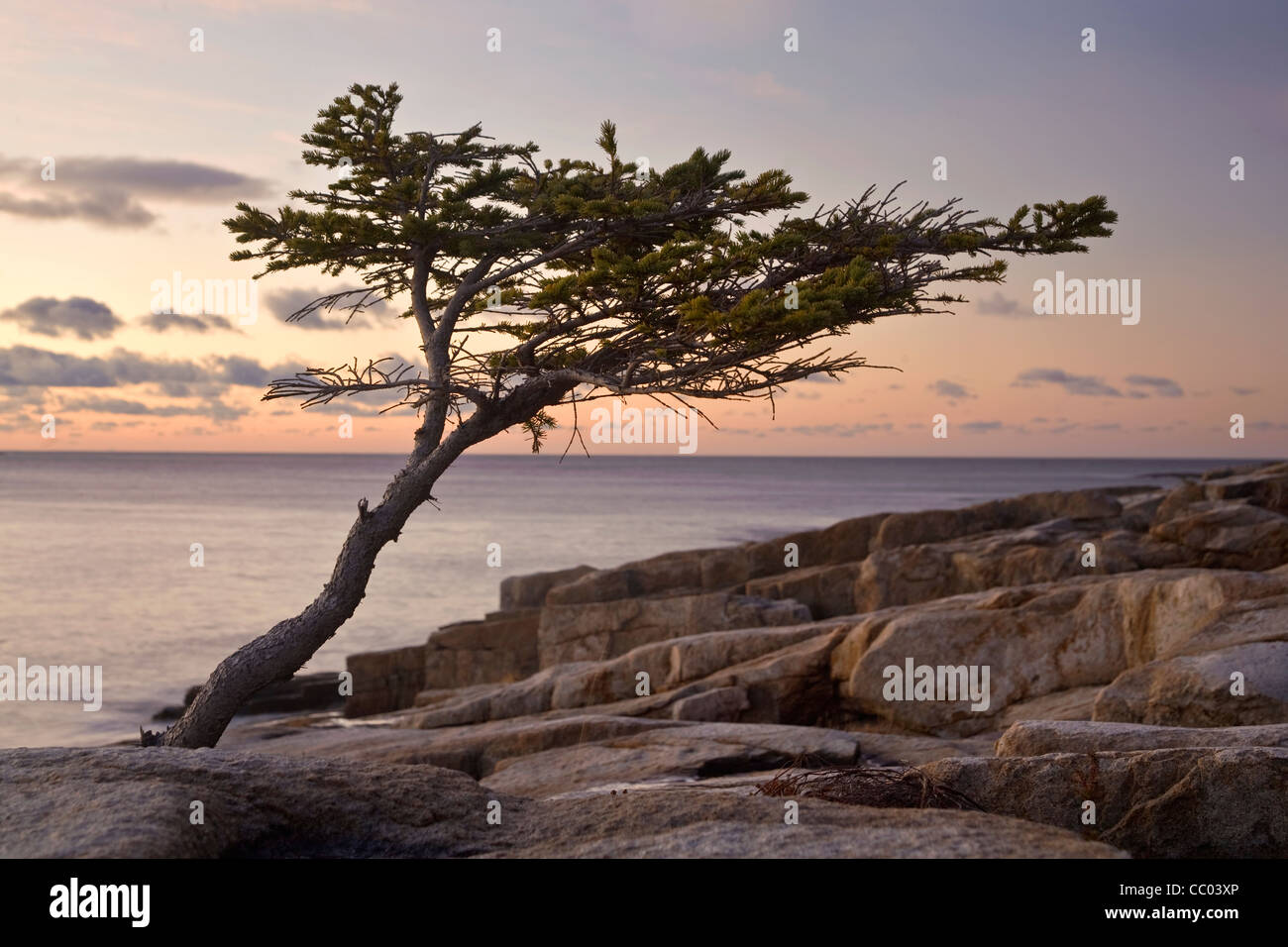 Einsamer Baum auf der Küste von Schoodic Halbinsel, Acadia National Park, Maine, USA Stockfoto