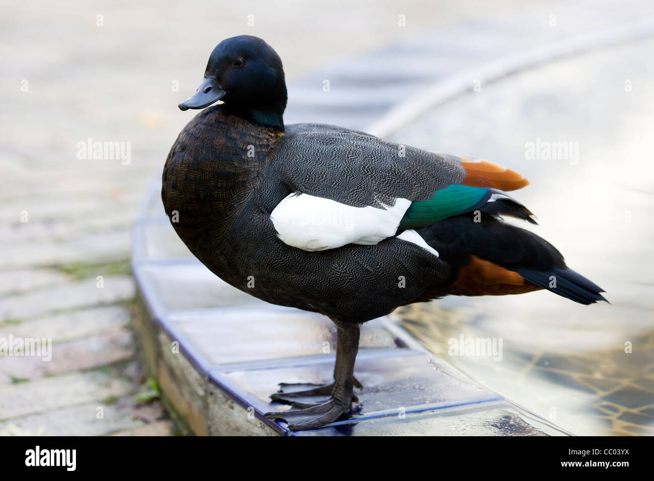 Hardhead Ente Stockfoto